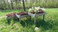 In Lisse am Keukenhof