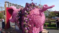 Glücksschwein des Blumenkorsos 2018 &ndash; &copy; Stefan Jahnke (Eberhardt TRAVEL)