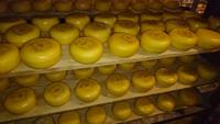 Käse muss lagern im Käse- und Holzschuhhof Rembrandt Hoeve &ndash; &copy; Stefan Jahnke (Eberhardt TRAVEL)