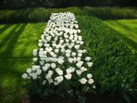 Keukenhof