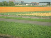 Tulpenfelder &ndash; &copy; Harald Kühne (Eberhardt TRAVEL)