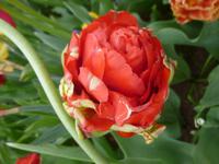 Tulpen Keukenhof &ndash; &copy; Grit Wendelberger (Eberhardt TRAVEL)