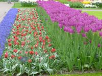 Keukenhof &ndash; &copy; Grit Wendelberger (Eberhardt TRAVEL)