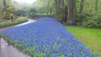 Lissse, Keukenhof