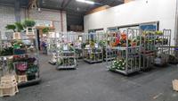 Blumen zum Verzieren der Wagen &ndash; &copy; Stefan Jahnke (Eberhardt TRAVEL)