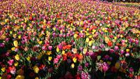 Tulpenmeer