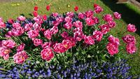 Unterschiedlichste Tulpenarten &ndash; &copy; Stefan Jahnke (Eberhardt TRAVEL)