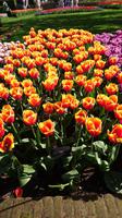 Alles ist bunt auf dem Keukenhof &ndash; &copy; Stefan Jahnke (Eberhardt TRAVEL)