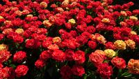 Alles blüht auf dem Keukenhof &ndash; &copy; Stefan Jahnke (Eberhardt TRAVEL)