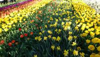 Blumenbahnen &ndash; &copy; Stefan Jahnke (Eberhardt TRAVEL)