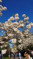 Baumblut auf dem Keukenhof &ndash; &copy; Stefan Jahnke (Eberhardt TRAVEL)