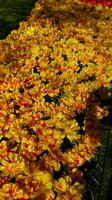 Unterschiedlichste Formen und Farben &ndash; &copy; Stefan Jahnke (Eberhardt TRAVEL)
