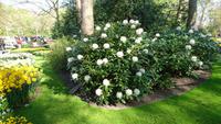 Rhododendren &ndash; &copy; Stefan Jahnke (Eberhardt TRAVEL)