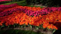 Bilder aus Blumen &ndash; &copy; Stefan Jahnke (Eberhardt TRAVEL)