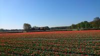 Felder am Keukenhof &ndash; &copy; Stefan Jahnke (Eberhardt TRAVEL)