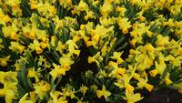 Es blüht auf dem Keukenhof &ndash; &copy; Stefan Jahnke (Eberhardt TRAVEL)