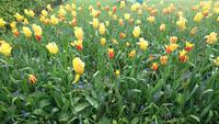 Schön anzusehen auf dem Keukenhof &ndash; &copy; Stefan Jahnke (Eberhardt TRAVEL)