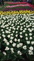 Farbenpracht auf dem Keukenhof