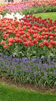Es blüht überall auf dem Keukenhof &ndash; &copy; Stefan Jahnke (Eberhardt TRAVEL)