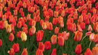 Viele Tulpen auf dem Keukenhof &ndash; &copy; Stefan Jahnke (Eberhardt TRAVEL)
