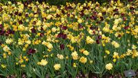 Überall Anderes auf dem Keukenhof