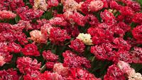 Fast wie Rosen auf dem Keukenhof &ndash; &copy; Stefan Jahnke (Eberhardt TRAVEL)