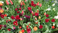 So viele Formen auf dem Keukenhof &ndash; &copy; Stefan Jahnke (Eberhardt TRAVEL)