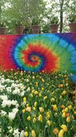 Flower Power auf dem Keukenhof &ndash; &copy; Stefan Jahnke (Eberhardt TRAVEL)