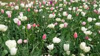 Es geht auch schlichter auf dem Keukenhof &ndash; &copy; Stefan Jahnke (Eberhardt TRAVEL)