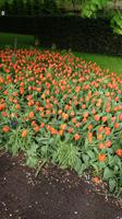 Es geht auch einfarbig auf dem Keukenhof &ndash; &copy; Stefan Jahnke (Eberhardt TRAVEL)