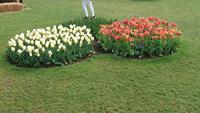 Überall Blumen auf dem Keukenhof &ndash; &copy; Stefan Jahnke (Eberhardt TRAVEL)