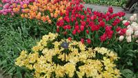 Mehr und mehr Blumenarten auf dem Keukenhof &ndash; &copy; Stefan Jahnke (Eberhardt TRAVEL)