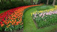 Gewundene Farbspiele auf dem Keukenhof &ndash; &copy; Stefan Jahnke (Eberhardt TRAVEL)