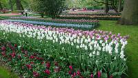 Tulpen in Reih und Glied auf dem Keukenhof &ndash; &copy; Stefan Jahnke (Eberhardt TRAVEL)