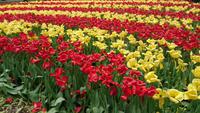 Eindrücke, die bleiben - auf dem Keukenhof &ndash; &copy; Stefan Jahnke (Eberhardt TRAVEL)
