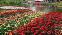Schöne Kombinationen auf dem Keukenhof &ndash; &copy; Stefan Jahnke (Eberhardt TRAVEL)