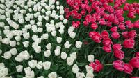 Auch normale, uns allen bekannte Tulpen gibt es auf dem Keukenhof &ndash; &copy; Stefan Jahnke (Eberhardt TRAVEL)