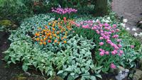 Dazwischen wieder schöne Arrangements auf dem Keukenhof &ndash; &copy; Stefan Jahnke (Eberhardt TRAVEL)