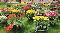 Die letzten Tulpen im Hof des Heritage Museums, Amsterdam &ndash; &copy; Simone Willner (Eberhardt TRAVEL)