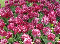 Keukenhof &ndash; &copy; Gisela Gerlach (Eberhardt TRAVEL)