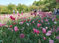 Keukenhof &ndash; &copy; Gisela Gerlach (Eberhardt TRAVEL)