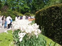 Keukenhof &ndash; &copy; Gisela Gerlach (Eberhardt TRAVEL)