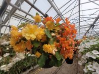 Orchideen Hoeve &ndash; &copy; Steffi Zimmermann (Eberhardt TRAVEL)