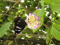Orchideen Hoeve &ndash; &copy; Steffi Zimmermann (Eberhardt TRAVEL)