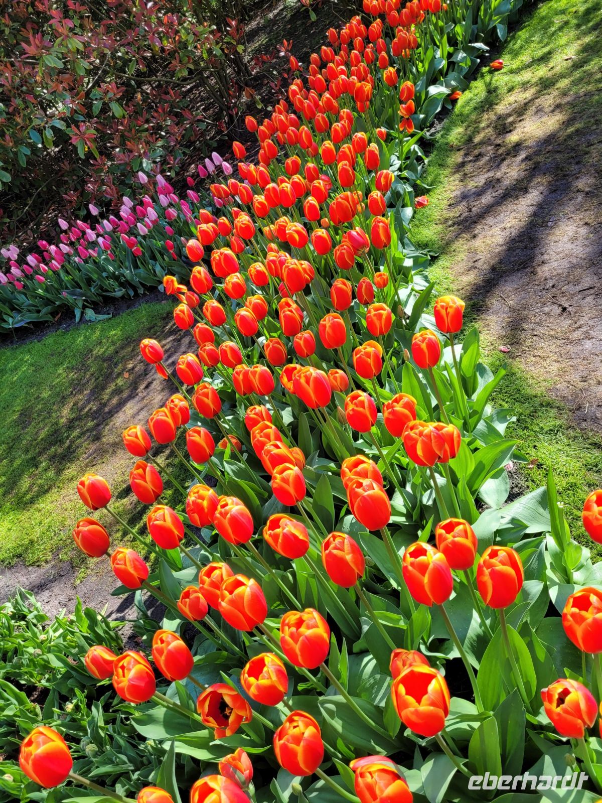 042 Keukenhof &ndash; &copy; Jörg Nesse (Eberhardt TRAVEL)
