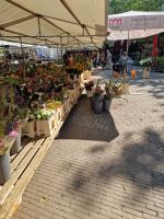 Amersfoort Blumenmarkt.jpg &ndash; &copy; Karl-Heinz Himburg (Eberhardt TRAVEL)