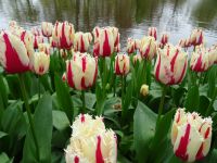 Keukenhof (4).JPG &ndash; &copy; Lisa-Maria Pahl (Eberhardt TRAVEL)