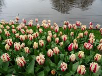Keukenhof (5).JPG &ndash; &copy; Lisa-Maria Pahl (Eberhardt TRAVEL)