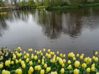 Keukenhof (6).JPG &ndash; &copy; Lisa-Maria Pahl (Eberhardt TRAVEL)