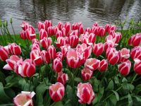 Keukenhof (11).JPG &ndash; &copy; Lisa-Maria Pahl (Eberhardt TRAVEL)